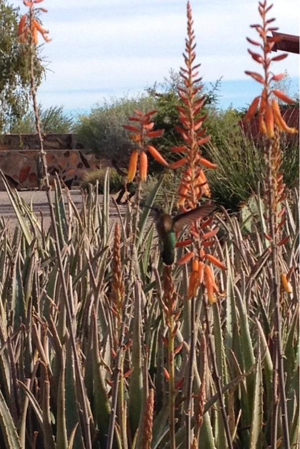 flowers and hummingbird at Taliesin West by TinaFab